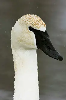 Swans Prints: Trumpeter Swan, Cygnus buccinator Overwintering adult portrait