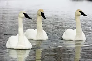 Swans Prints: Trumpeter Swan, Cygnus buccinator Overwintering adults swimming in open water