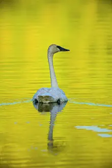 Swans Prints: Trumpeter swan (Cygnus bucinator) foraging in beaver pond