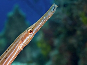 Reefscape Prints: Trumpetfish (Aulostomus maculatus), Grand Cayman, Cayman Islands, British West Indies