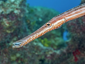 Tropical Fish Prints: Trumpetfish (Aulostomus maculatus), Grand Cayman, Cayman Islands, British West Indies