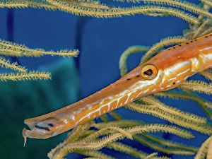 Tropical Fish Prints: Trumpetfish (Aulostomus maculatus), Grand Cayman, Cayman Islands, British West Indies