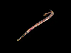 Tropical Fish Prints: Trumpetfish (Aulostomus maculatus) on a black water cive on Grand Cayman