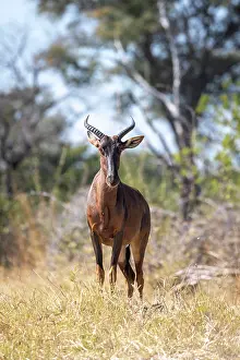 Okavango Prints: A Tsessebe, Okavango Delta, Botswana