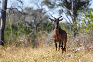 Okavango Prints: A Tsessebe, Okavango Delta, Botswana