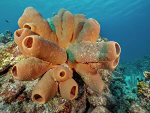 Agelasidae Prints: Tubulate Sponge (Agelas tubulata), Grand Cayman, Cayman Islands, British West Indies