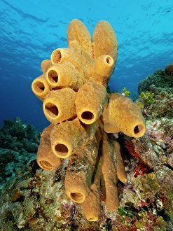 Invertebrate Prints: Tubulate Sponge (Agelas tubulata), Grand Cayman, Cayman Islands, British West Indies