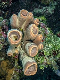 Invertebrate Prints: Tubulate Sponge (Agelas tubulata), Grand Cayman, Cayman Islands, British West Indies