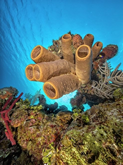 Invertebrate Prints: Tubulate Sponge (Agelas tubulata), Grand Cayman, Cayman Islands, British West Indies