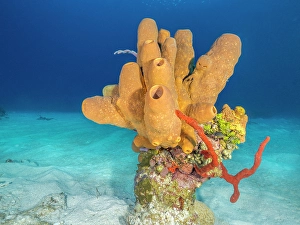 Marine Invertebrate Prints: Tubulate Sponge (Agelas tubulata), Grand Cayman, Cayman Islands, British West Indies
