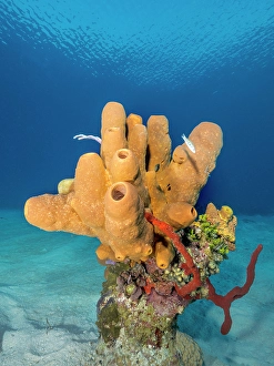 Marine Invertebrate Prints: Tubulate Sponge (Agelas tubulata), Grand Cayman, Cayman Islands, British West Indies