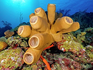 Invertebrate Prints: Tubulate Sponge (Agelas tubulata), Grand Cayman, Cayman Islands, British West Indies