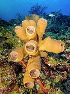 Invertebrate Prints: Tubulate Sponge (Agelas tubulata), Grand Cayman, Cayman Islands, British West Indies