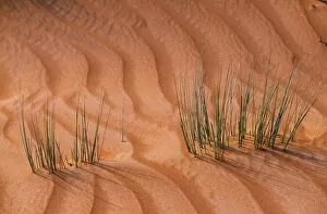 Sharqiyah Collection: Tufts of grass exist precariously amongst the shifting sand dunes