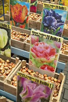 Flower Market Gallery: Tulip bulbs at flower market, Amsterdam, Netherlands