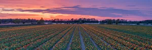 Images Dated 24th May 2022: Tulip Field at Sunset, Holland, Netherlands