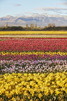Images Dated 20th January 2022: A tulip field in the 'Valle Hermoso'(Welsh: Cwm Hyfry) at sunset, Trevelin, Chubut, Patagonia