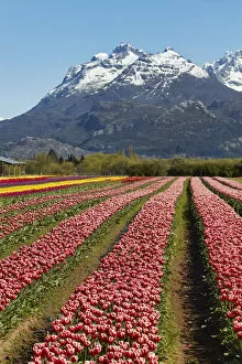 A tulip field in the 'Valle Hermoso'(Welsh: Cwm Hyfry), Trevelin, Chubut, Patagonia, Argentina