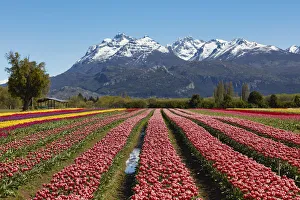Images Dated 20th January 2022: A tulip field in the 'Valle Hermoso'(Welsh: Cwm Hyfry), Trevelin, Chubut, Patagonia, Argentina