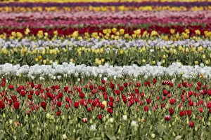 Images Dated 20th January 2022: Detail of a tulip field in the 'Valle Hermoso'(Welsh: Cwm Hyfry), Trevelin, Chubut, Patagonia