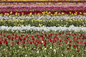 Images Dated 20th January 2022: Detail of a tulip field in the 'Valle Hermoso'(Welsh: Cwm Hyfry), Trevelin, Chubut, Patagonia