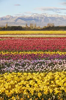 Tulip Prints: A tulip field in the Valle Hermoso'(Welsh: Cwm Hyfry) at sunset