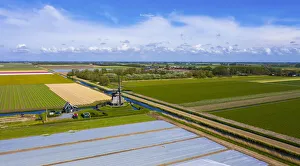 Tulip fields in Schagen near Alkmaar and Den Helder, North Holland, Netherlands