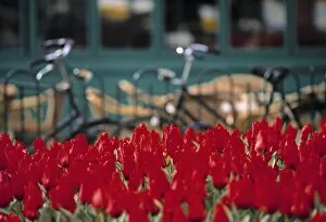 Bicylces Gallery: Tulips, Amsterdam
