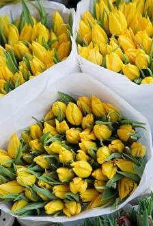 Images Dated 6th August 2008: Tulips, Bloemenmark (Flower Market), Singel Canal, Amsterdam, Holland