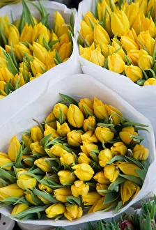 Amsterdam Gallery: Tulips, Bloemenmark (Flower Market), Singel Canal, Amsterdam, Holland