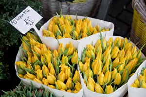 Images Dated 6th August 2008: Tulips, Bloemenmark (Flower Market), Singel Canal, Amsterdam, Holland