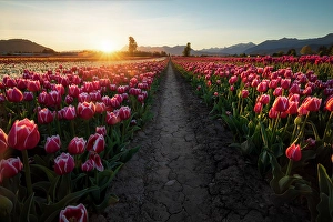 Tulips Prints: Tulips, Chilliwack, British Columbia, Canada