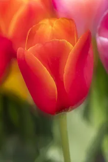 Color Prints: Tulips in Close-up, Keukenhof Gardens, Lisse, Holland, Netherlands