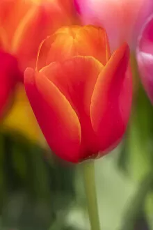 Dutch Collection: Tulips in Close-up, Keukenhof Gardens, Lisse, Holland, Netherlands