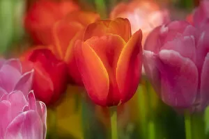 Images Dated 24th May 2022: Tulips in Close-up, Keukenhof Gardens, Lisse, Holland, Netherlands