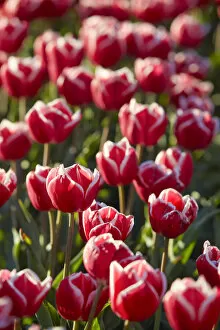 Images Dated 20th January 2022: Detail of tulips in a field of the 'Valle Hermoso'(Welsh: Cwm Hyfry) at sunset, Trevelin, Chubut
