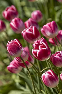 Pink Gallery: Detail of tulips in a field of the 'Valle Hermoso'(Welsh: Cwm Hyfry), Trevelin, Chubut, Patagonia