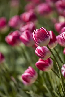 Images Dated 20th January 2022: Detail of tulips in a field of the 'Valle Hermoso'(Welsh: Cwm Hyfry), Trevelin, Chubut, Patagonia