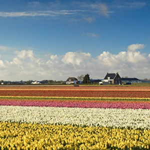 Lisse Prints: Tulips in fields, Lisse, Netherlands