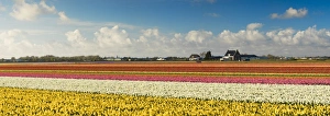 Tulips in fields, Lisse, Netherlands