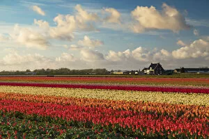 Images Dated 16th May 2017: Tulips in fields, Lisse, Netherlands