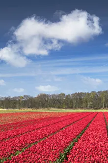 Tulips in fields, Lisse, Netherlands