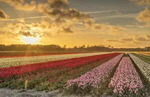 Images Dated 16th May 2017: Tulips in fields at sunset, Lisse, Netherlands