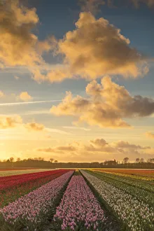 West European Prints: Tulips in fields at sunset, Lisse, Netherlands