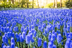 Tulips and flowers at Keukenhof gardens, Lisse, Netherlands