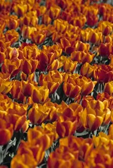 Images Dated 18th September 2001: Tulips, Holland