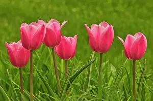 Winnipeg Prints: Tulips inLeo Mol Gardens of Assiniboine Park Winnipeg, Manitoba, Canada