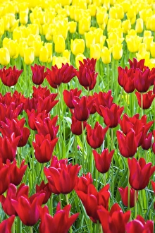 Tulips at Keukenhof Gardens, Duin- en Bollenstreek, the Netherlands