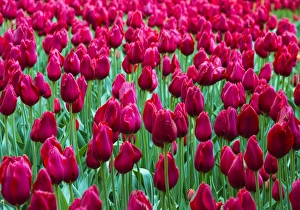 Floral Prints: Tulips at Keukenhof Gardens, Duin- en Bollenstreek, the Netherlands