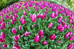 Images Dated 28th August 2014: Tulips at Keukenhof Gardens, Duin- en Bollenstreek, the Netherlands